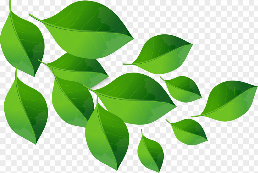 Green Leaf Material PNG