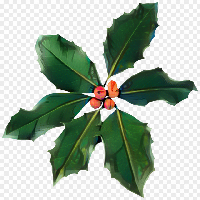 Plane Woody Plant Holly Leaf PNG