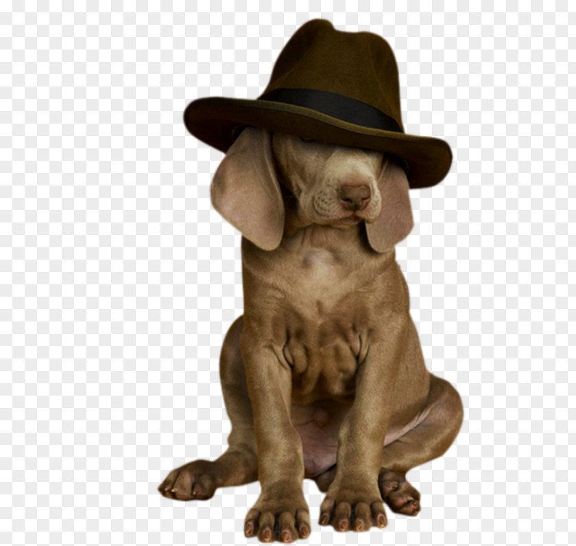 Puppy Dog Breed Weimaraner Puppies Sporting Group PNG