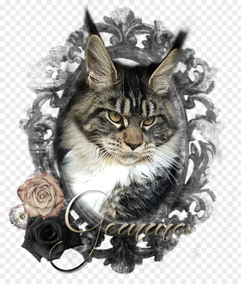 Raccoon Maine Coon Whiskers Tabby Cat PNG