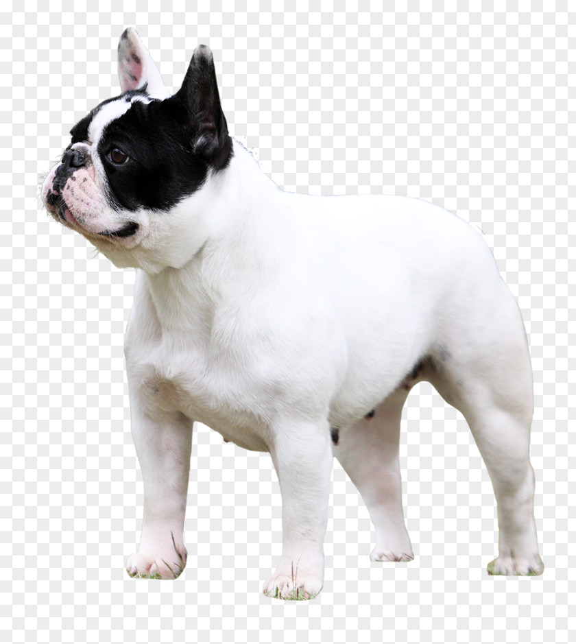 Race Toy Bulldog French Valley Olde English Bulldogge White PNG