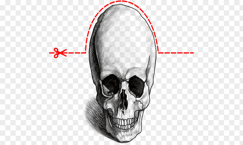 Skull 3d Drawing Nose Jaw PNG