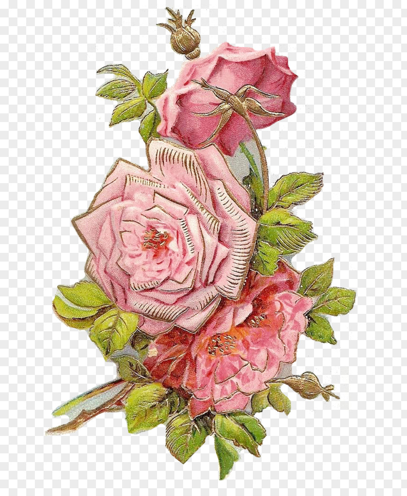 Flower Garden Roses Cut Flowers Floral Design Centifolia PNG