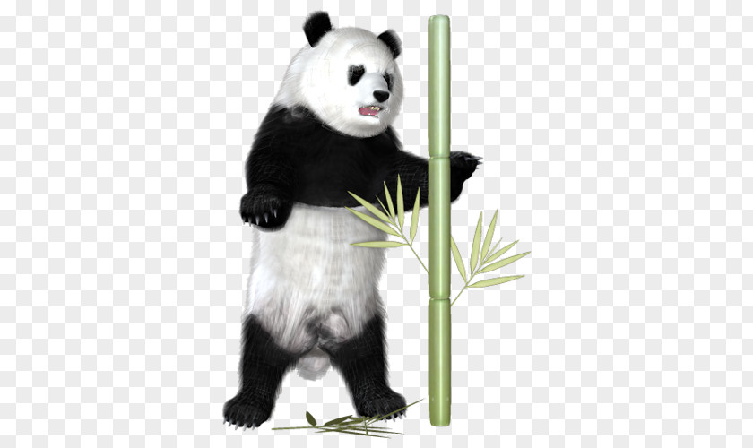 Giant Panda Pandas And Bamboo Animal PNG