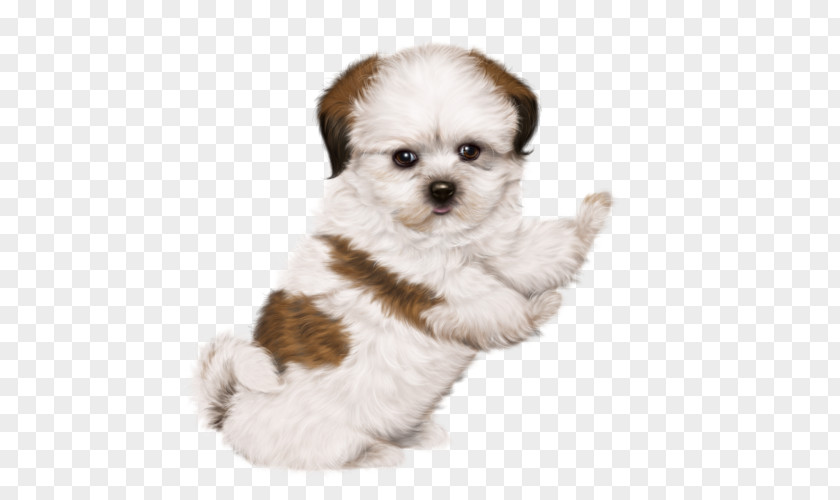 Puppy Chinese Imperial Dog Poodle Maltese Yorkshire Terrier PNG