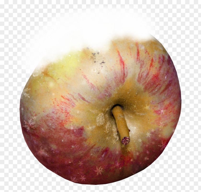 Apple Close-up Lip PNG