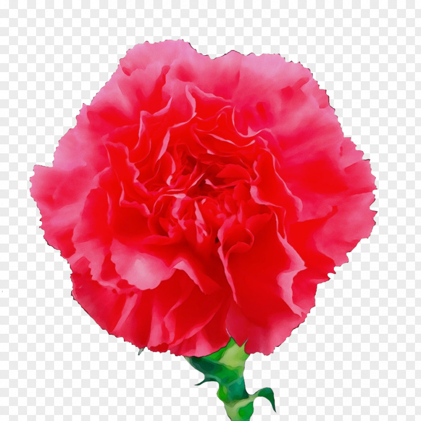 Garden Roses PNG