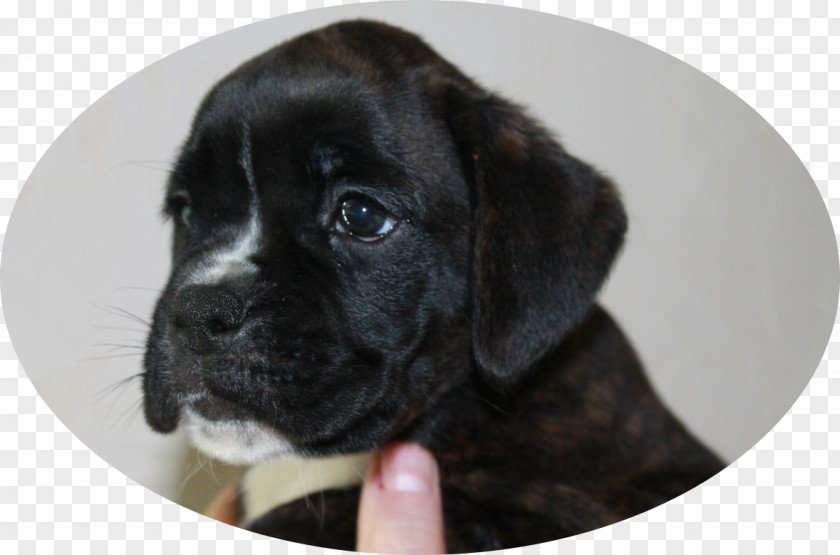 Puppy Puggle Labrador Retriever Cane Corso Dog Breed PNG