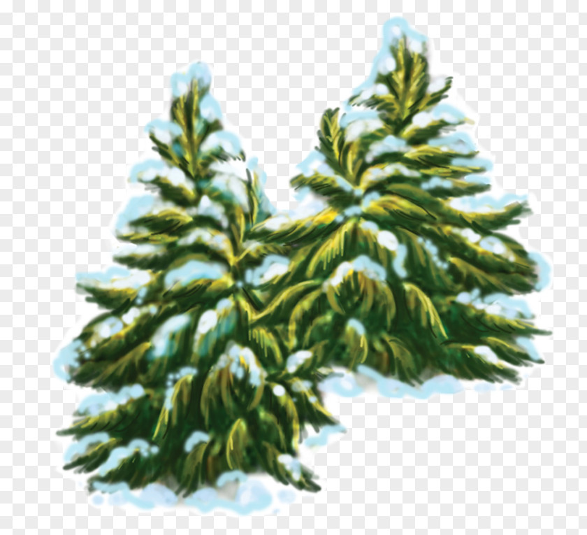 Snow Pine Spruce Fir Clip Art PNG