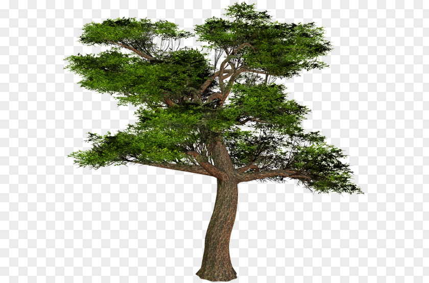 Tree Branch Bonsai Clip Art PNG