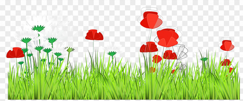 Flower Poppy Grass Meadow Natural Landscape Coquelicot Plant PNG