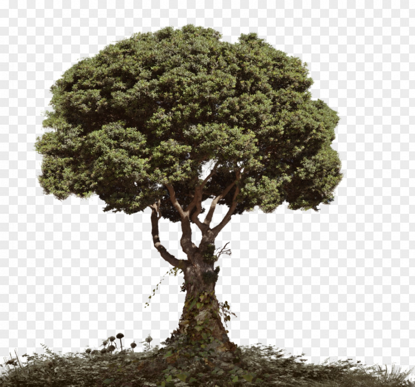 Oak Tree Tutorial Photo Manipulation PNG