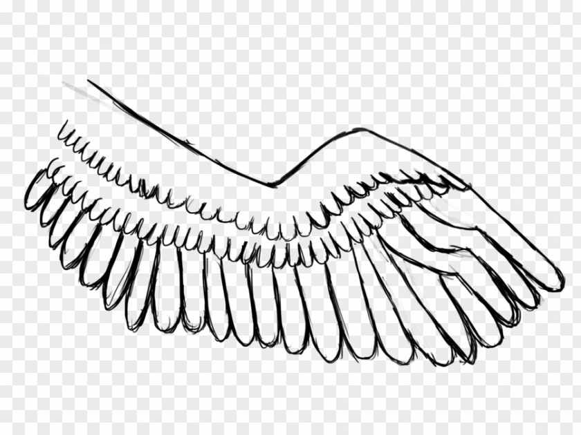Pegasus Wing Line Art Beak Feather PNG