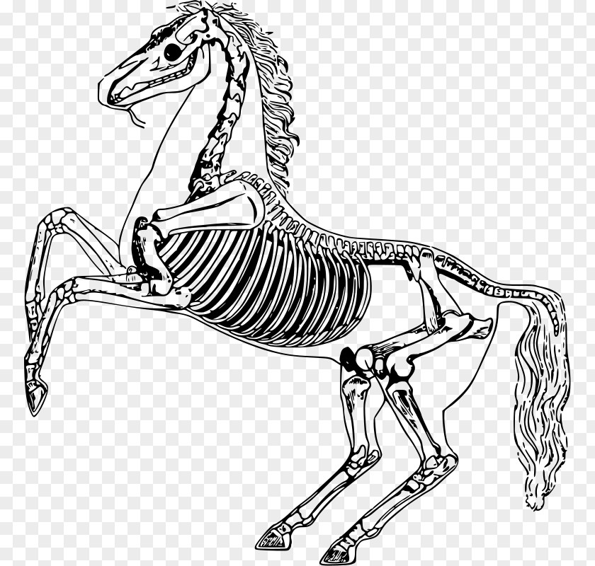 Skeleton The Anatomy Of Horse PNG