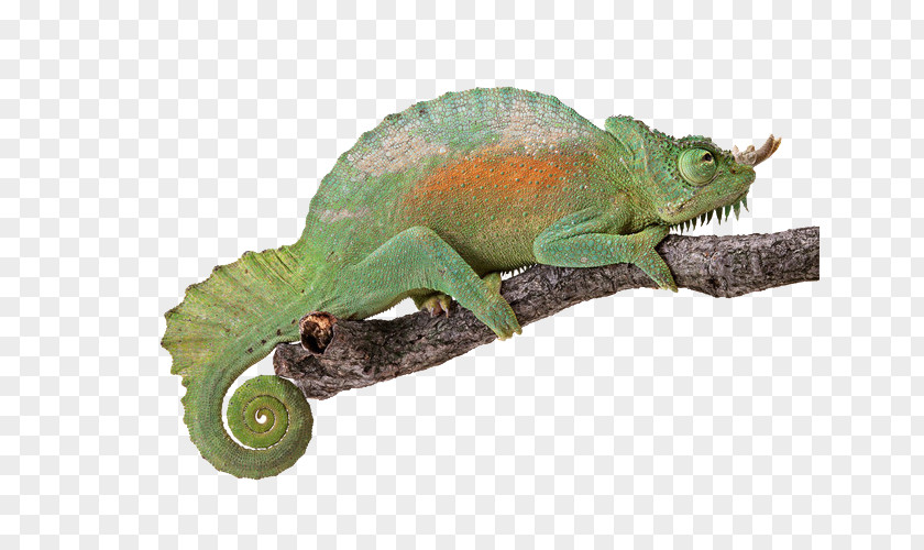 Stay Chameleon Reptile Chameleons Light Turtle Lizard PNG