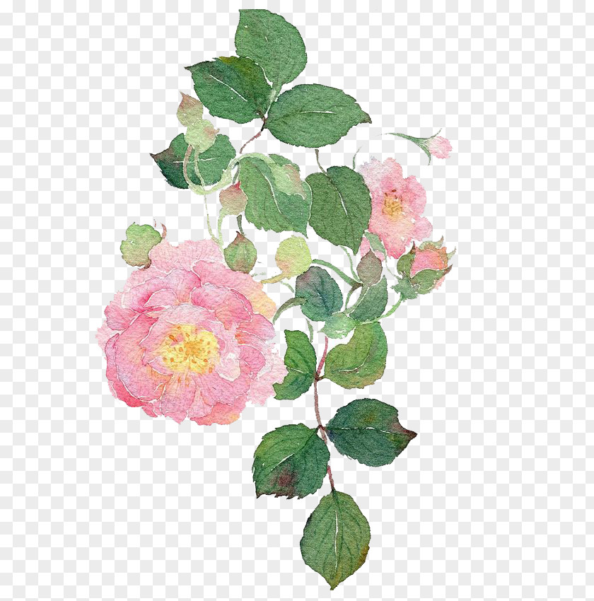 Watercolor Flowers Garden Roses Watercolour Dog-rose Painting PNG