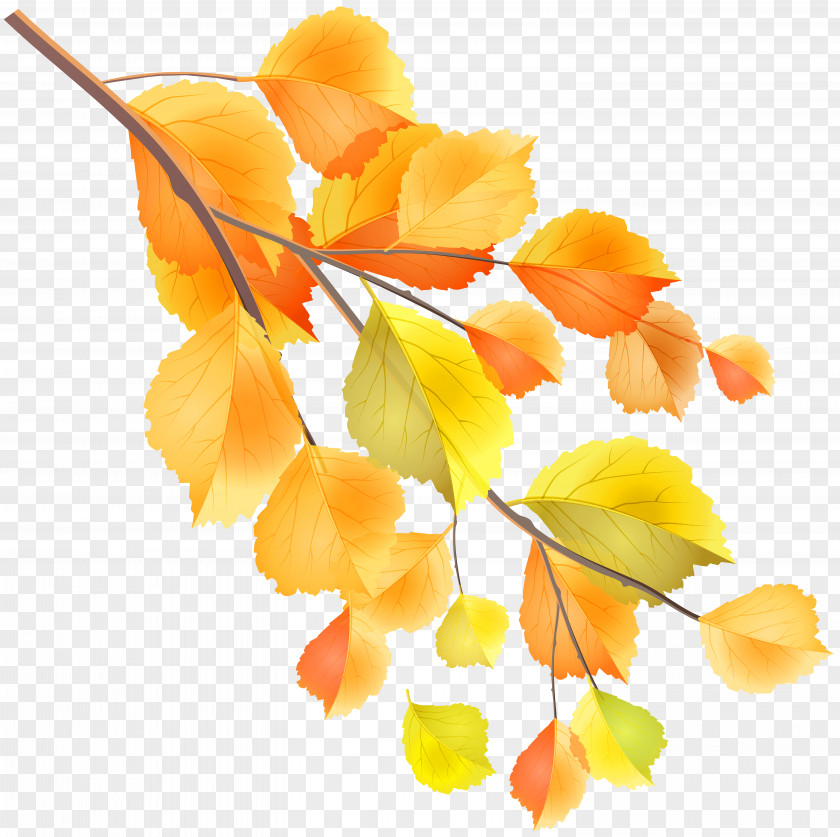 Autumn Leaves Leaf Clip Art PNG