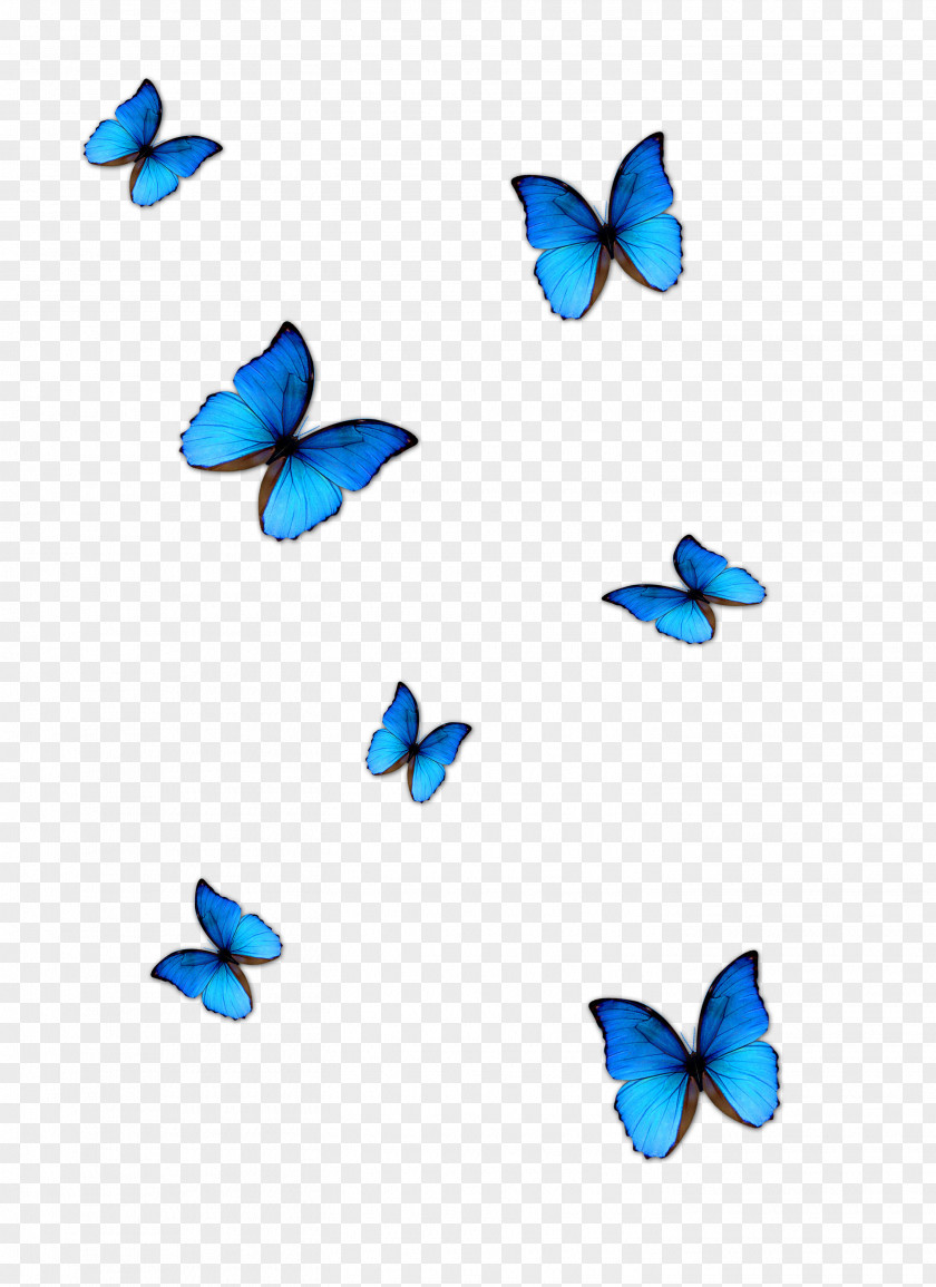 Blue Butterfly Phengaris Alcon PNG