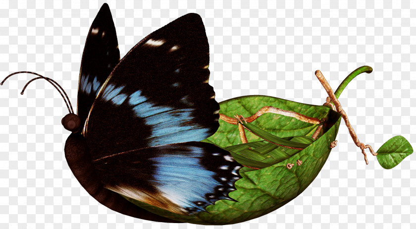 Butterflies Float Nymphalidae Butterfly Clip Art PNG