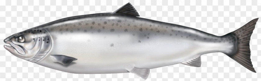 Fish Smoked Salmon Oil Atlantic PNG