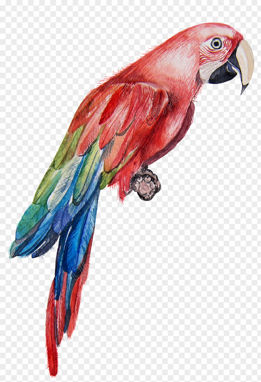 Parrot Macaw Bird Watercolor Painting PNG