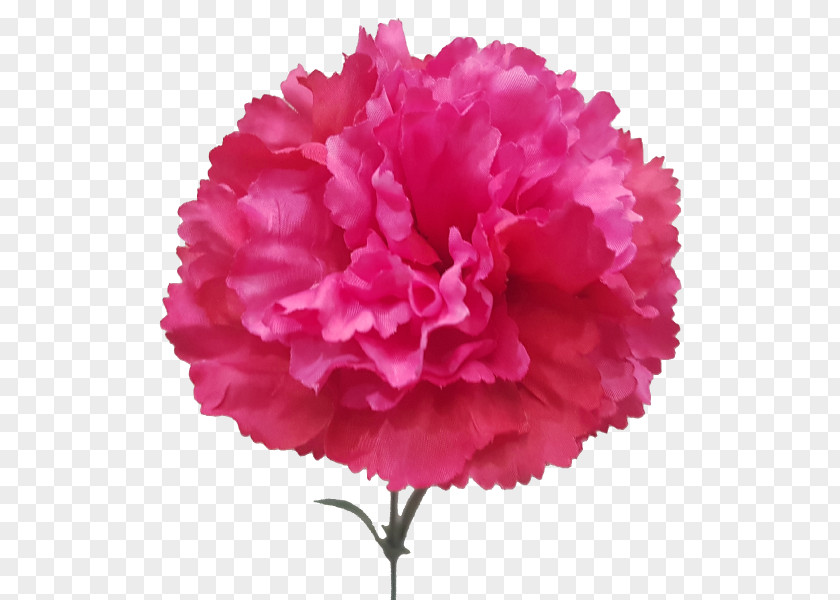 CARNATION Carnation Cut Flowers Artificial Flower Plant PNG