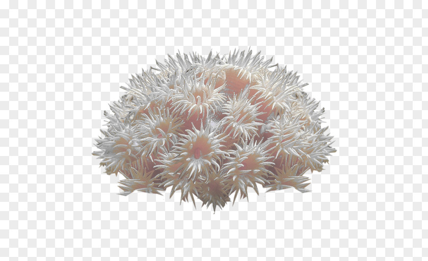 Coral Reef Deep-water Sea Anemone PNG