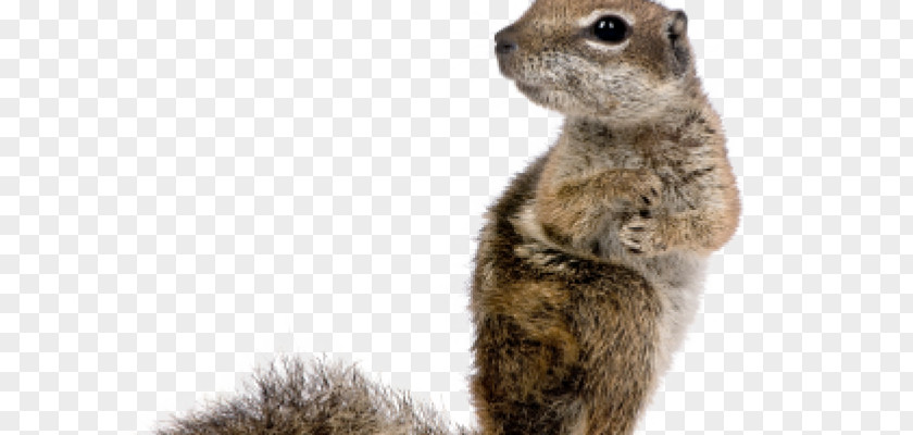 Squirrel Rodent Stock Photography Image Royalty-free PNG