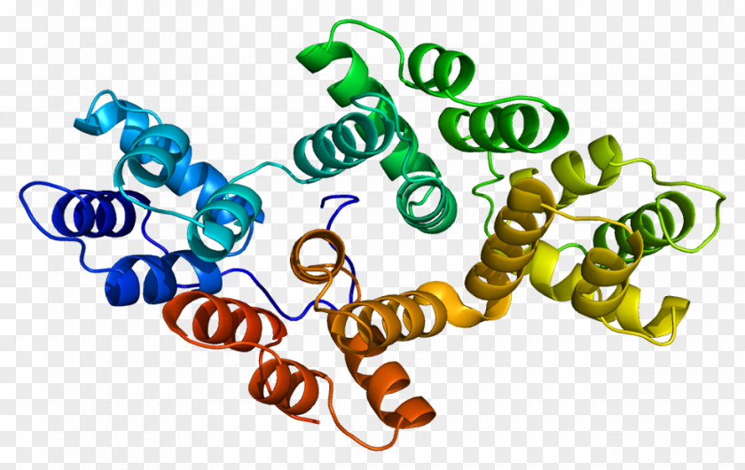 Annexin A2 A3 A5 Phospholipase PNG