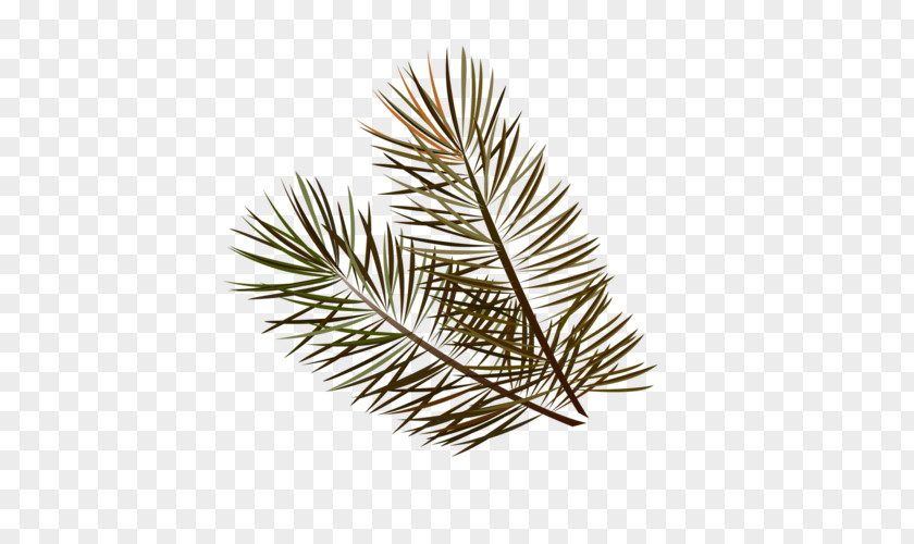 Leaf Spruce Pine Fir Twig PNG