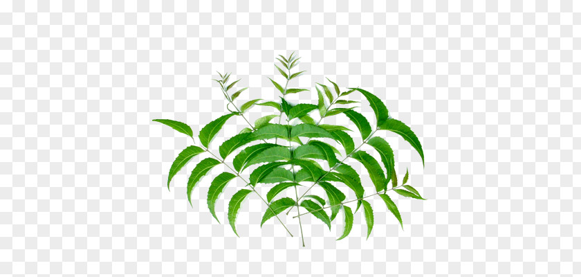 Neem Tree Oil Soap Oral Hygiene Skin PNG oil hygiene Skin, soap, green leafed plants illustration clipart PNG