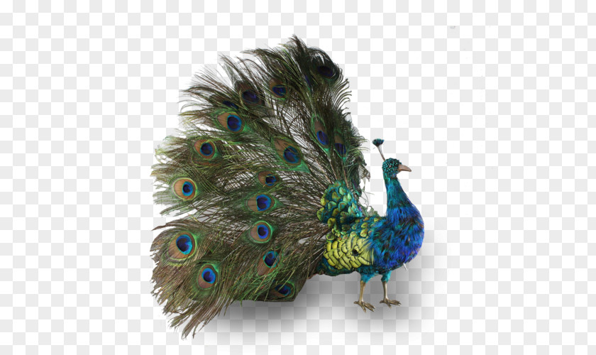 Peafowl Bird Phasianidae Feather Antique PNG
