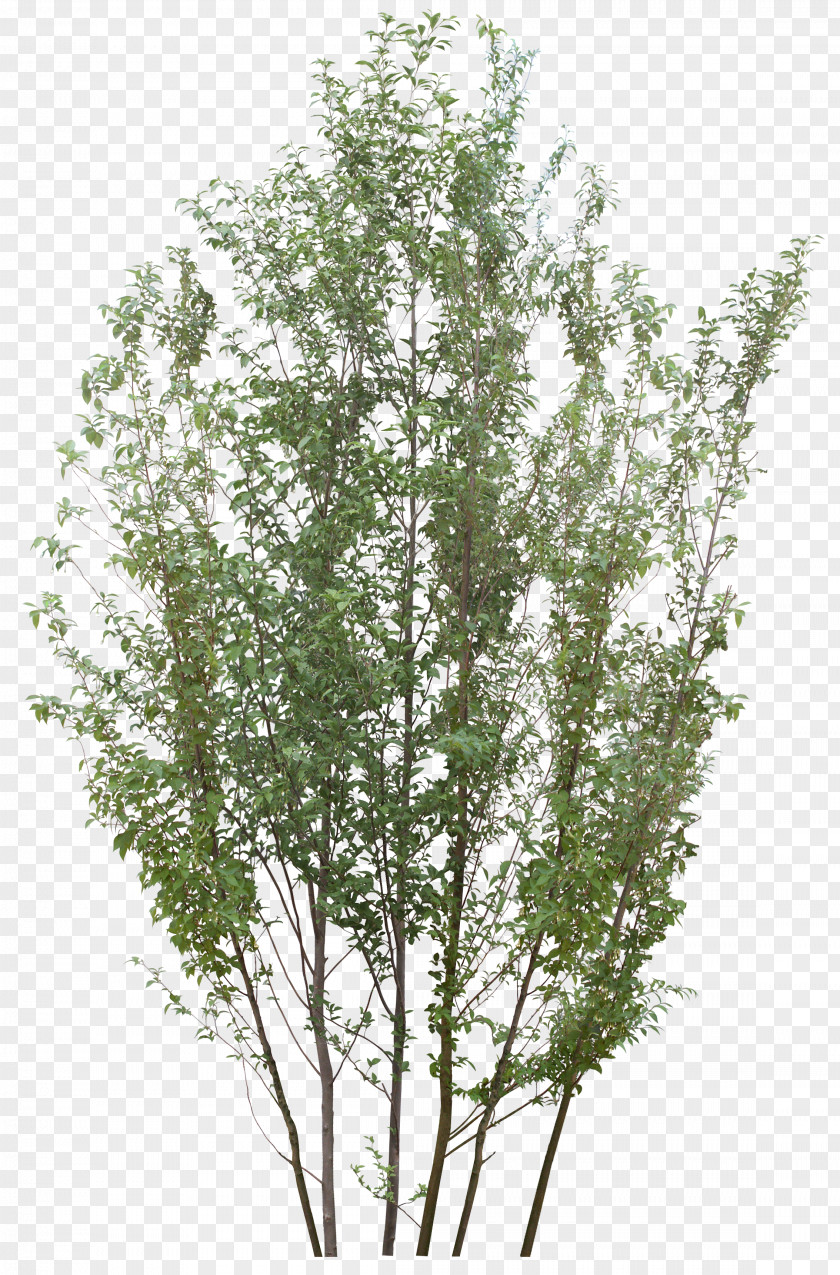 Tree Clip Art Silver Birch Light PNG