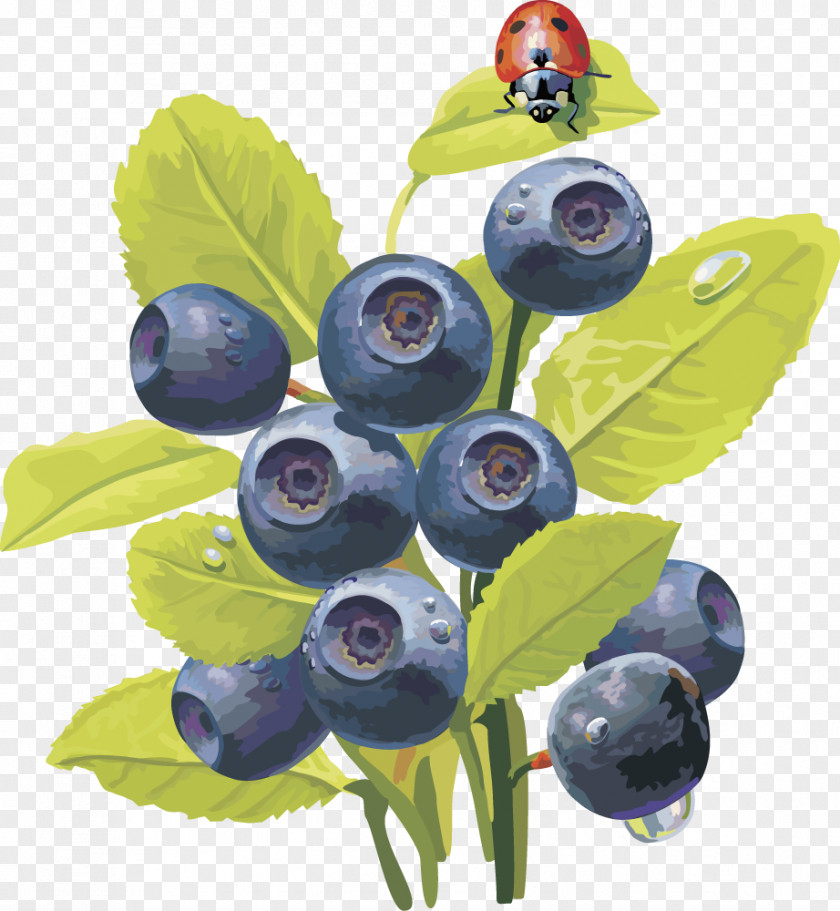 Vector Lantern Fruit Blueberry Fruit,blueberry Bilberry Embroidery Vaccinium Uliginosum PNG