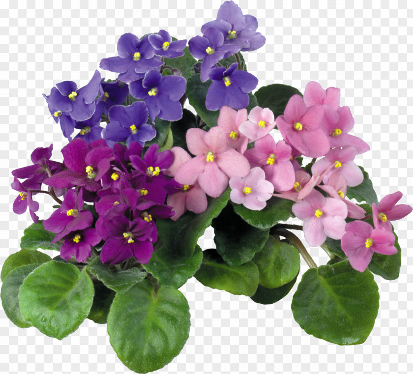 Violet African Violets Houseplant Flower Color PNG
