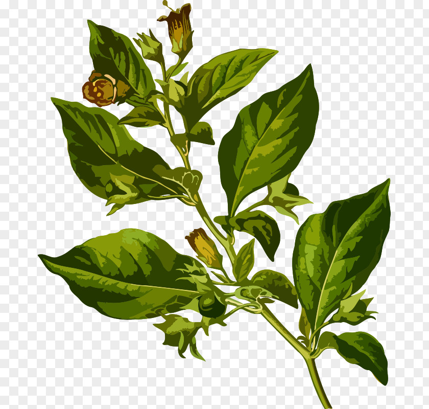 Deadly Köhler's Medicinal Plants Belladonna Clip Art Atropine PNG