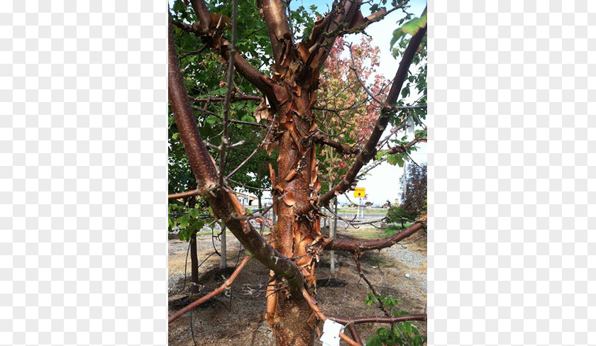 Deciduous Specimens Shade Tree Nursery Maple Big Trees Inc PNG