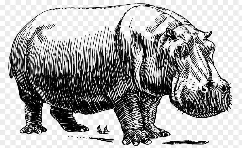 Pig Hippopotamus Rhinoceros Clip Art PNG