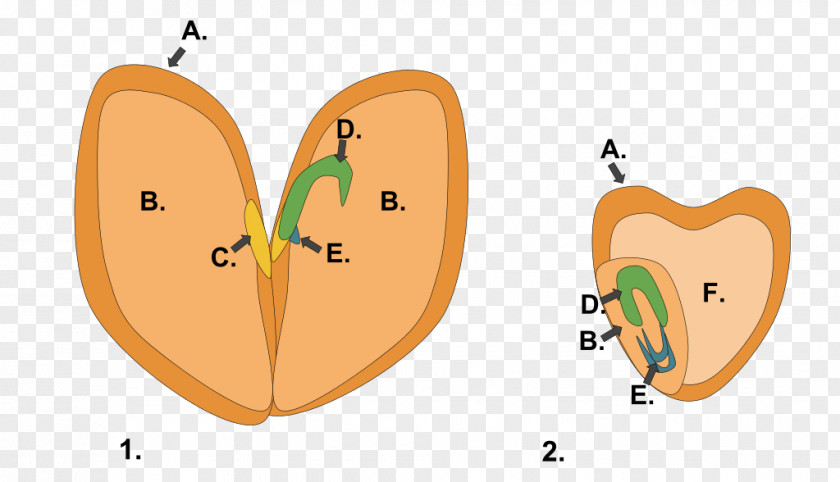 Seeds Dicotyledon Seed Endosperm Fruit PNG