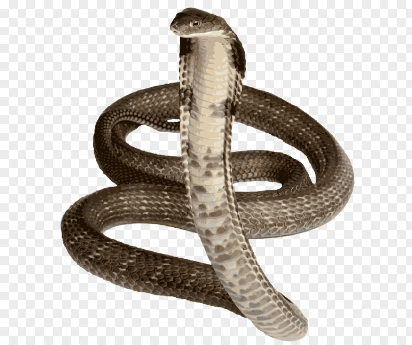 Snake King Cobra Royalty-free Indian PNG