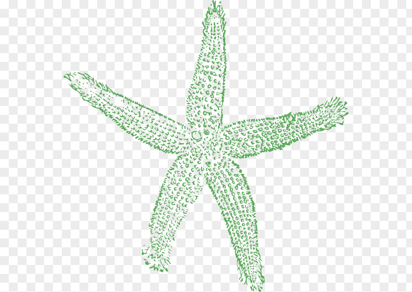 Turquoise Starfish Royalty-free Clip Art PNG