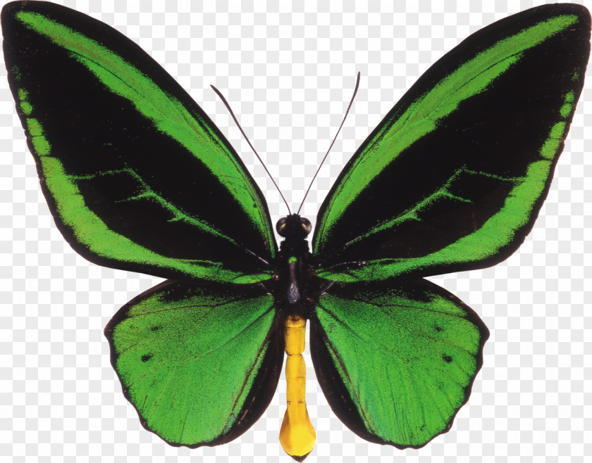 Butterfly Ornithoptera Priamus Birdwing Euphorion PNG