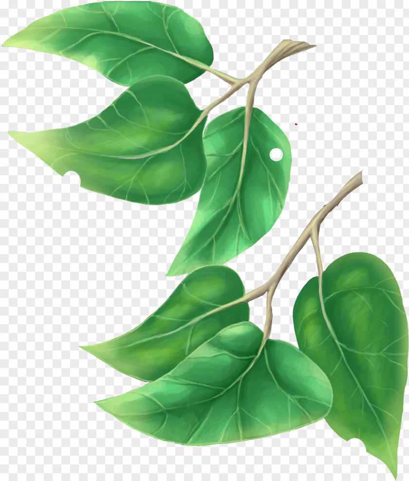 Green Leaves Leaf Tree Plant Clip Art PNG