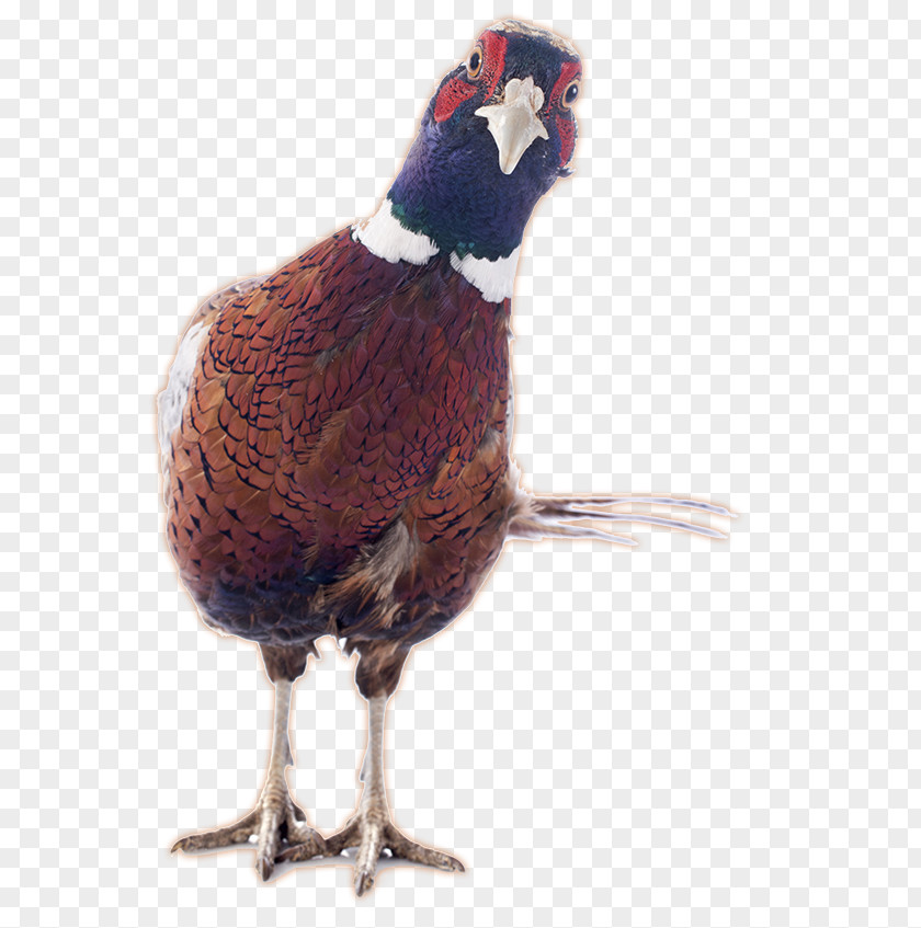 Ring-necked Pheasant Stock Photography PNG