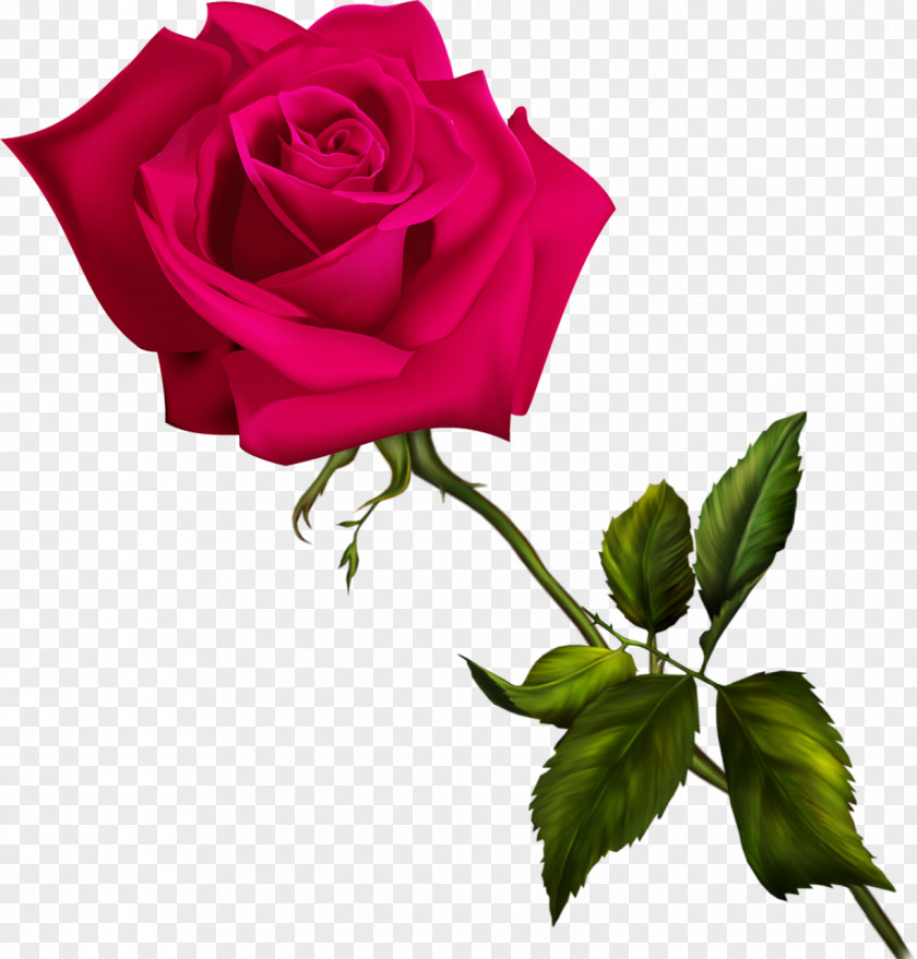 Rose Garden Roses Flower Animation Blue Rosa Nitida PNG