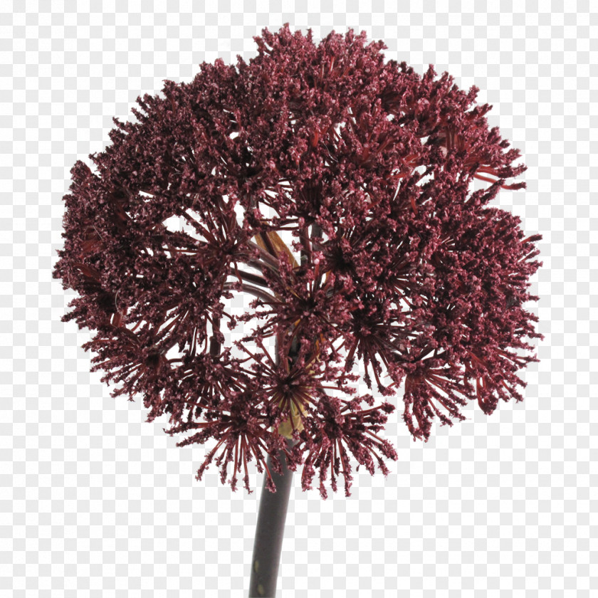 Burgundy Flowers Plant Tree Twig Maroon PNG