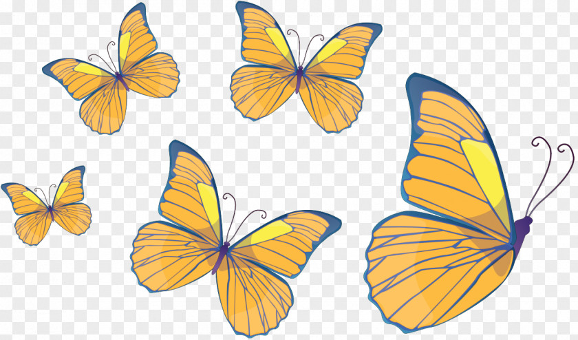 Butterfly Insect PNG