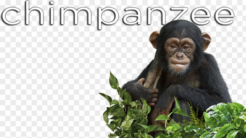 Chimpanzee Common Primate Monkey Animal Mammal PNG