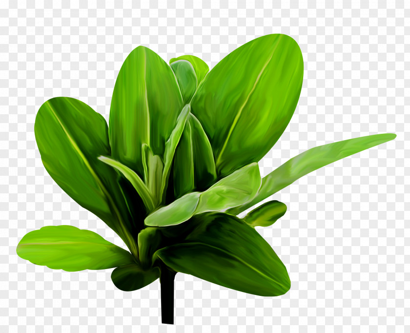 Elements Leaf Plant Stem PNG
