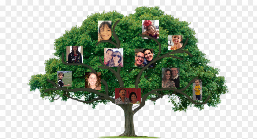 Family Tree Certified Arborist The Community Foundation Of Orange And Sullivan Organization PNG